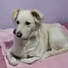 sandrap.60