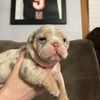 ohiovalleybulldogges