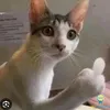 trntunanhtrntunan