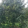 o09977100