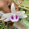 thanhchungyb1