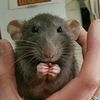 haiercdiyrodentpesttrap