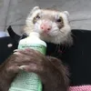 theferretvillage