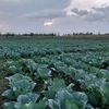 ze_farm19