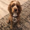 doggos314