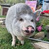 edthepig