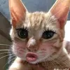 nata_ly04
