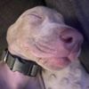 mr.floyddogsmommy