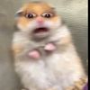 cacaaaaajaaaaaa0