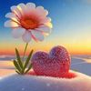 m.r..probashi