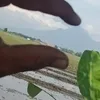 kenzojunionugroho