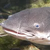 morwiniara_kamieniara