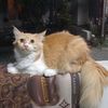 dodiirawan119