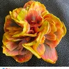 boucelisa
