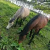 equestrian_hayley