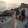 sheltielove3