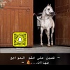 nawaf.alshamre