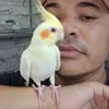 jlcalopsita