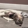 stormythesheepadoodle