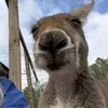 camonsuthatt