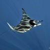spear_of_long1nus