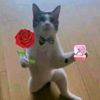 aloy_964