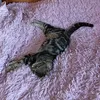 katlak__1