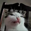 mochapowder