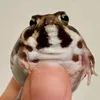 meldxt