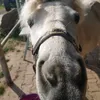 habedehre1