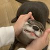 shorty_729