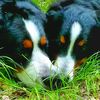 dozer_and_violet