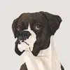 charliebrowntheboxer