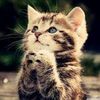 meow.you6