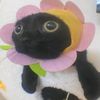 lolathecow5