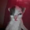 dice_lil