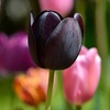 tulipenoire690