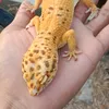 tambalpanci01
