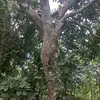 tanbuivantan4