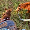 tworedponies