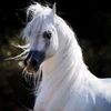 hadjer_cavaliere