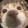 thunderbly