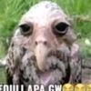 guzm315
