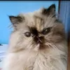 gattinabimba