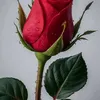 pinklips3489