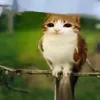 wislenkawska