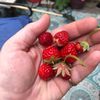 gardeninginpearls