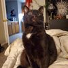 crazysheena2