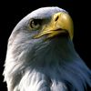 eagleofthesea