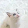 _taikinohikari